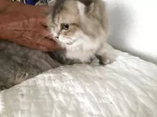 スコティッシュ&ミヌエット【千葉県・男の子・2025年3月15日・シルバータビーホワイト】の写真3