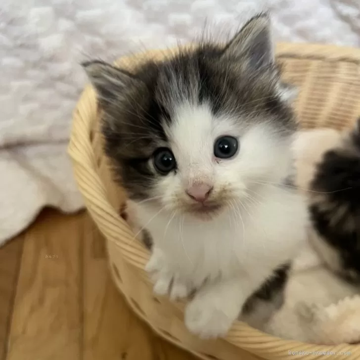 ID：2410-00007の子猫