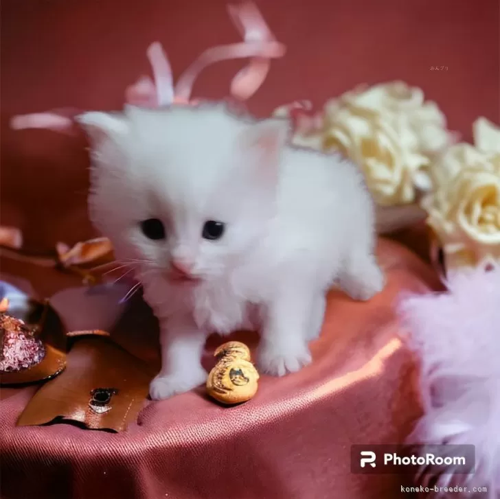ID:2312-02949の子猫