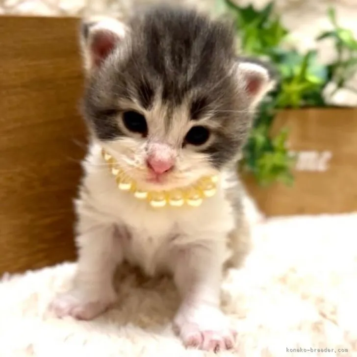 ID:2308-01177の子猫