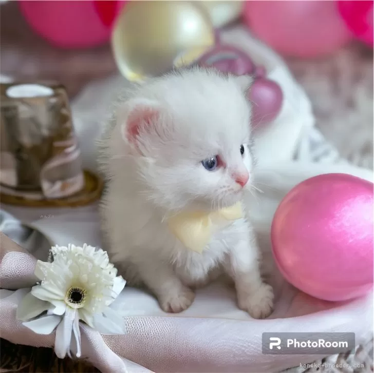 ID：2312-02946の子猫