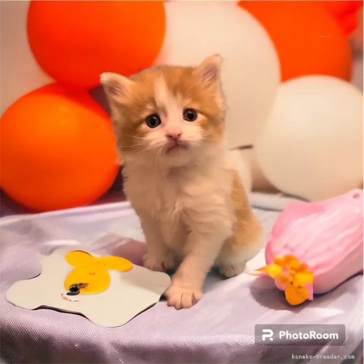 ID：2402-00381の子猫