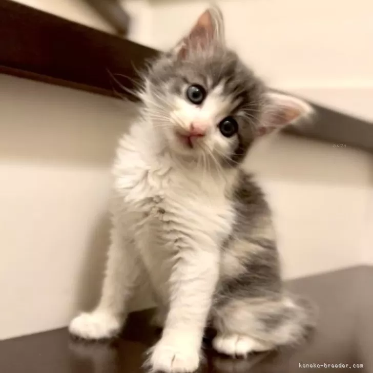 ID:2410-02646の子猫