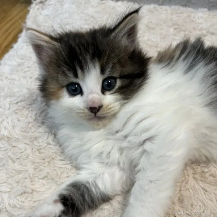 ID:2304-01429の子猫