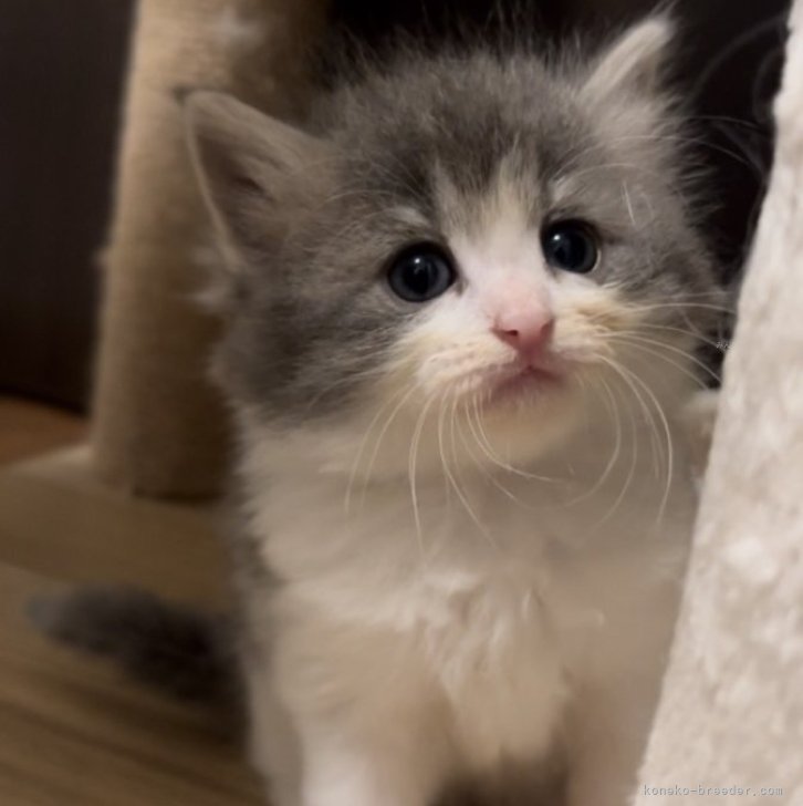cat_img_1_c4e54ce100c3.jpg
