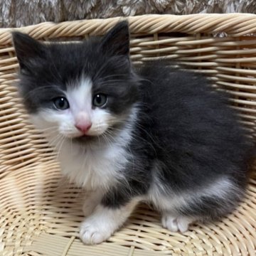 ノルウェージャンフォレストキャット【北海道・男の子・2024年9月7日・ブルータビー&ホワイト（長毛）】の写真「目力があって凄く元気な子です♡♡♡」