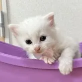 ノルウェージャンフォレストキャット×マンチカン【北海道・男の子・2023年7月31日・白】の写真1「可愛い💕」