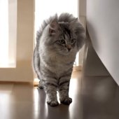 サイベリアン【・女の子・2024年4月29日・シルバータビー】