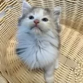 ノルウェージャンフォレストキャット【北海道・女の子・2024年9月3日・ダイリュートキャリコ】の写真2「キョトンとしたお顔がたまらなく可愛い♡」