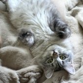 サイベリアン【・女の子・2024年4月29日・シルバータビー】