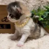 ノルウェージャンフォレストキャット【北海道・女の子・2023年7月25日・ダイリュウトキャリコ】の写真5「頭も上げれるようになったよ♡」