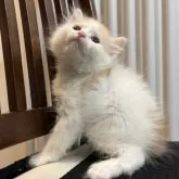 サイベリアン【北海道・女の子・2025年9月14日・クリーム&ホワイト】の写真10