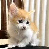 サイベリアン【北海道・男の子・2025年9月14日・レッドタビー&ホワイト】の写真11