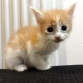 サイベリアン【北海道・男の子・2025年9月14日・レッドタビー&ホワイト】の写真12