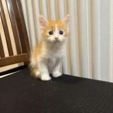 サイベリアン【北海道・男の子・2025年9月14日・レッドタビー&ホワイト】の写真15