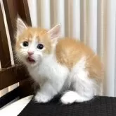 サイベリアン【北海道・男の子・2025年9月14日・レッドタビー&ホワイト】の写真14