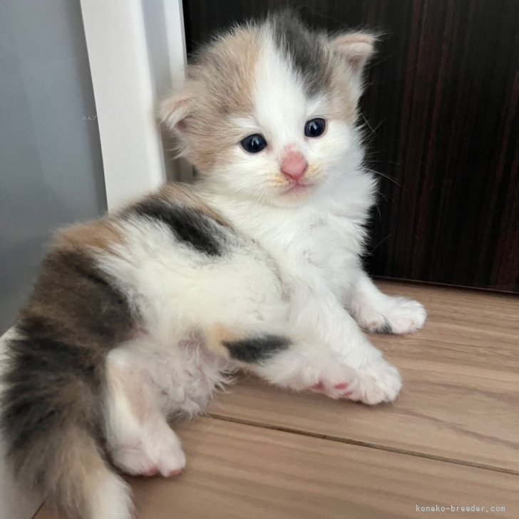 ひーたんページ【北欧フォレスト☆お月見猫ちゃん】【エッフェル塔猫ちゃん】 ひーたん様専用ページ【北欧フォレストお月見猫ちゃん