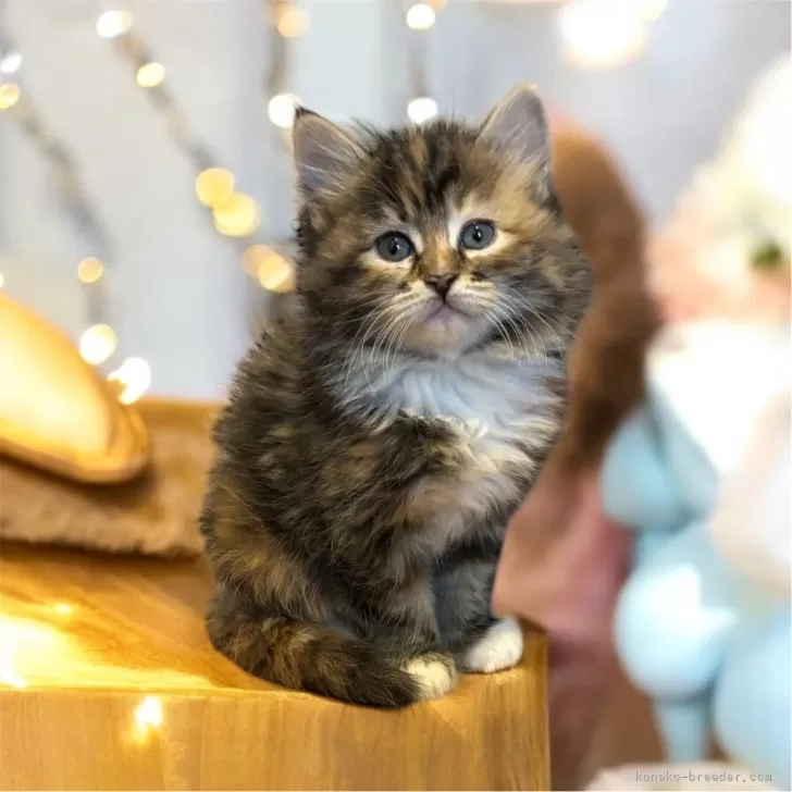 ID:2504-01079の子猫
