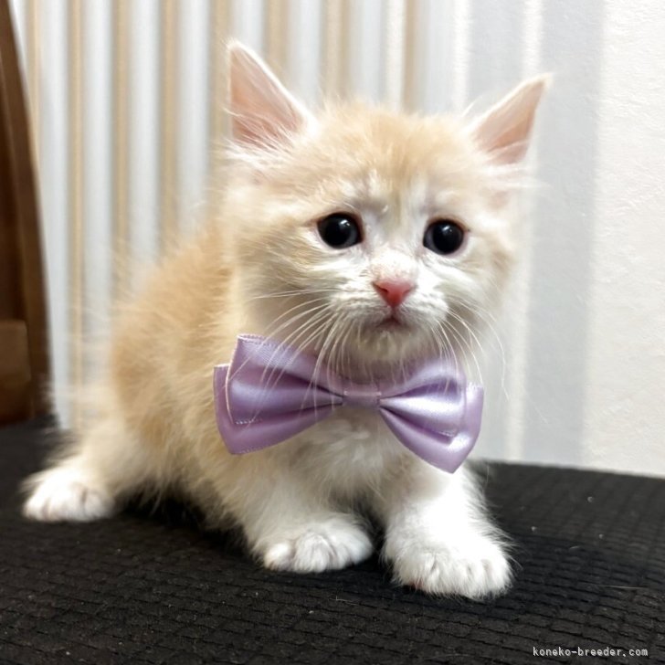 ブリーダー画像