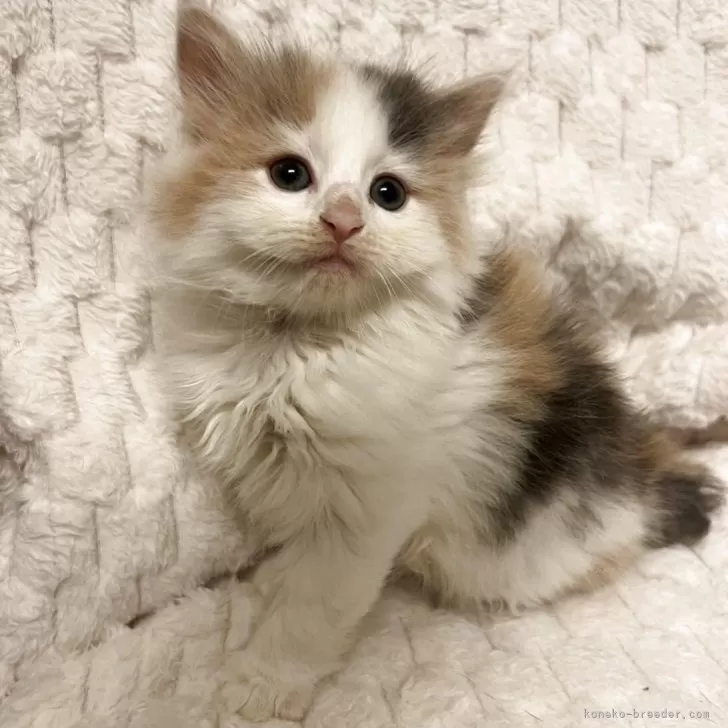 ID：2507-01198の子猫