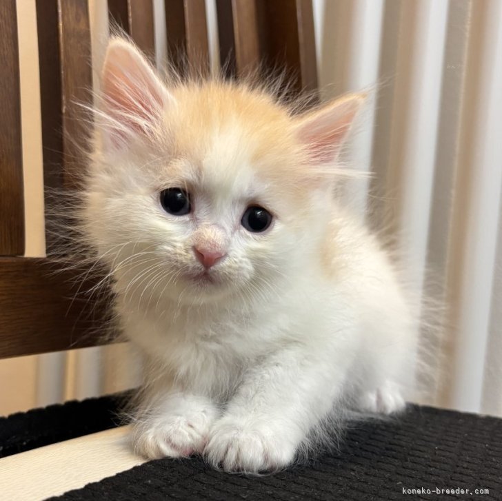 ブリーダー画像