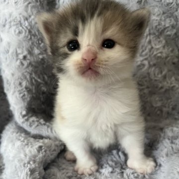 ノルウェージャンフォレストキャット【北海道・女の子・2025年1月23日・ダイリュートキャリコ（長毛）】の写真「ぷりっぷりの可愛さです♡♡♡」