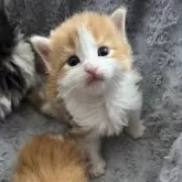 ノルウェージャンフォレストキャット