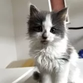 ノルウェージャンフォレストキャット