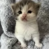 ノルウェージャンフォレストキャット【北海道・女の子・2025年1月23日・ダイリュートキャリコ】の写真1