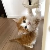 ノルウェージャンフォレストキャット