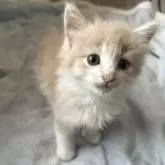 ノルウェージャンフォレストキャット