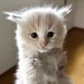 サイベリアン【北海道・男の子・2025年9月20日・クリームタビー&ホワイト】の写真2