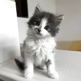 ノルウェージャンフォレストキャット【北海道・男の子・2025年4月2日・ブルータビー&ホワイト】の写真2