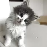 ノルウェージャンフォレストキャット【北海道・男の子・2025年4月2日・ブルータビー&ホワイト】の写真3