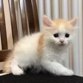 サイベリアン【北海道・女の子・2025年9月14日・クリーム&ホワイト】の写真3