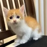 サイベリアン【北海道・男の子・2025年9月14日・レッドタビー&ホワイト】の写真3