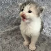 ノルウェージャンフォレストキャット【北海道・女の子・2025年1月23日・ダイリュートキャリコ】の写真4