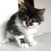 ノルウェージャンフォレストキャット【北海道・男の子・2025年4月2日・ブラウンタビー&ホワイト】の写真4