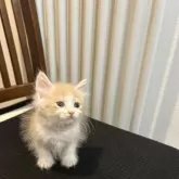 サイベリアン【北海道・女の子・2025年9月14日・クリームタビー&ホワイト】の写真4