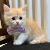 サイベリアン【北海道・女の子・2025年9月14日・クリームタビー&ホワイト】の写真5