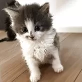 ノルウェージャンフォレストキャット【北海道・男の子・2025年4月2日・ブルータビー&ホワイト】の写真6