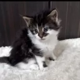 ノルウェージャンフォレストキャット【北海道・男の子・2025年4月2日・ブラウンタビー&ホワイト】の写真6