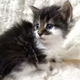 ノルウェージャンフォレストキャット【北海道・男の子・2025年4月2日・ブラウンタビー&ホワイト】の写真7