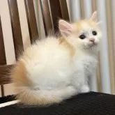 サイベリアン【北海道・女の子・2025年9月14日・クリーム&ホワイト】の写真8