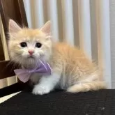 サイベリアン【北海道・女の子・2025年9月14日・クリームタビー&ホワイト】の写真8