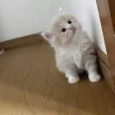 サイベリアン【北海道・男の子・2025年9月20日・クリームタビー&ホワイト】の写真8