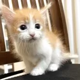 サイベリアン【北海道・男の子・2025年9月14日・レッドタビー&ホワイト】の写真8