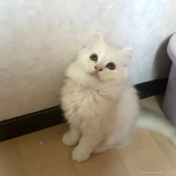 ID：2409-01609の子猫