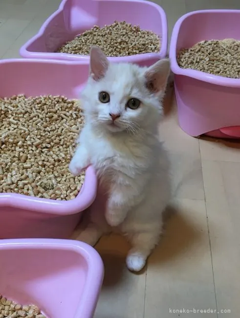 ID：2111-00589の子猫
