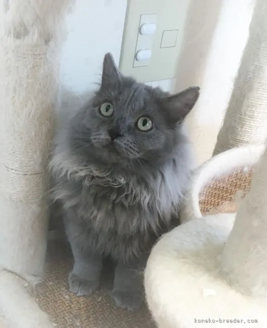 理絵 様のお迎えした子猫